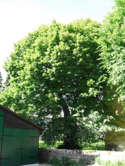 Bild 2 von Linde an der Alten Kirche